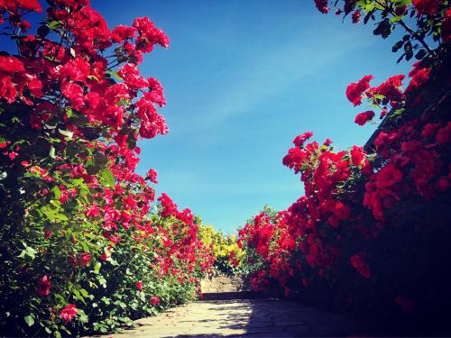 a pathway lined with red flowers and a blue sky at Agriturismo Poderi Zunino in Ponti