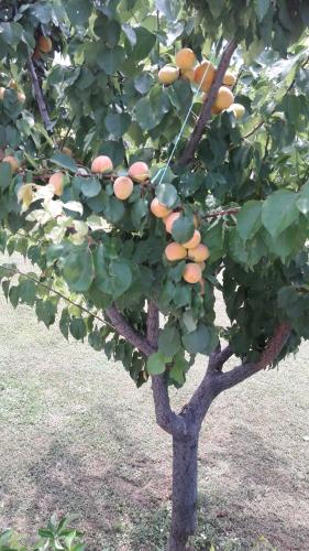 a tree with a bunch of fruit on it at Željko Apartmani in Lopar