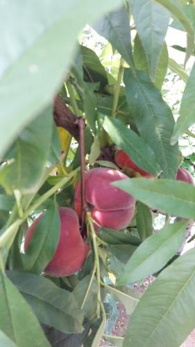 a bunch of fruit on a tree with leaves at Željko Apartmani in Lopar