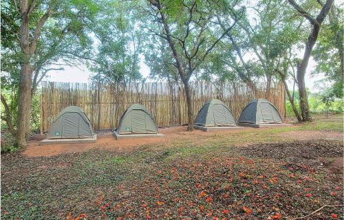 a group of three tents in a field with trees at Kruger Adventure Lodge in Hazyview