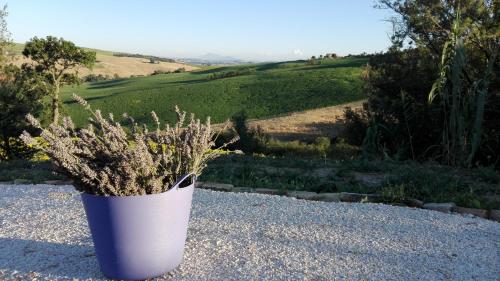 Un jarrón azul y blanco con una planta. en Poggio delle Lavande, en Montelupone