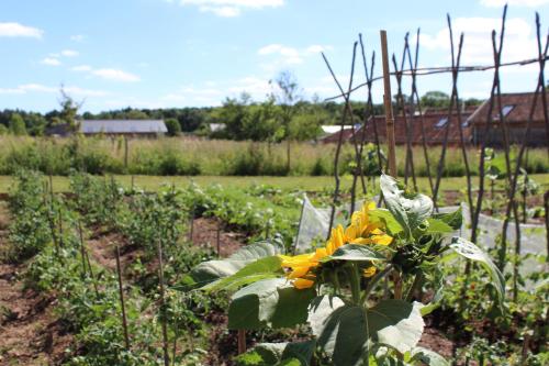 a garden with yellow flowers in a field at Retreat East in Ipswich