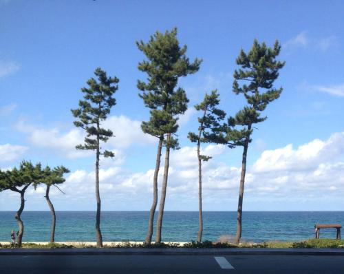 a row of pine trees next to the ocean at Gyeongpo Soo Hotel in Gangneung