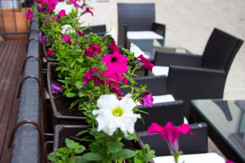 a row of plants with pink and white flowers at Hotel & Rooms Lombrelle in Mostar