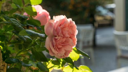 a pink flower on a bush with leaves at Hotel Club i Pini - Residenza d'Epoca in Versilia in Lido di Camaiore