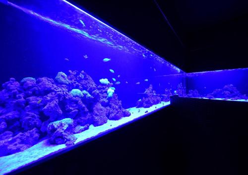a room with an aquarium filled with lots of fish at Balinese onsen ryokan Hakone Airu in Hakone