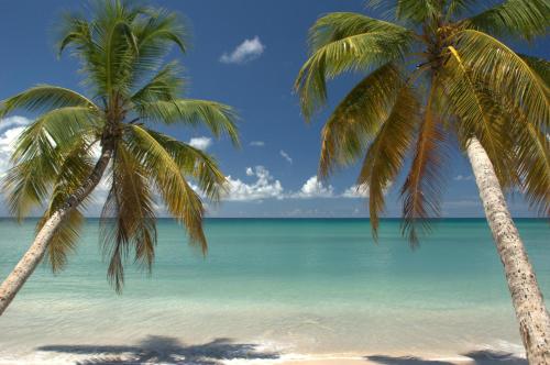 two palm trees on a beach with the ocean at Diamant les bains - Résidence Hôtelière in Le Diamant