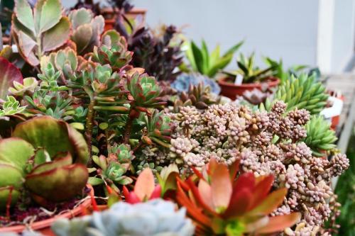 a bunch of succulents and other plants at Lowkey B&B 低調民宿 in Fuli