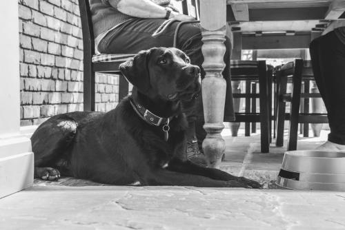 a black dog laying on the floor next to a table at The Haughmond in Shrewsbury