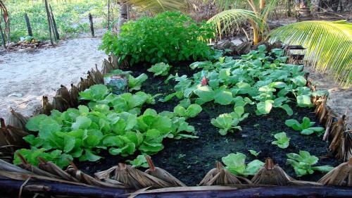 a garden with lettuce and plants in the dirt at Pousada Maresia in Atins