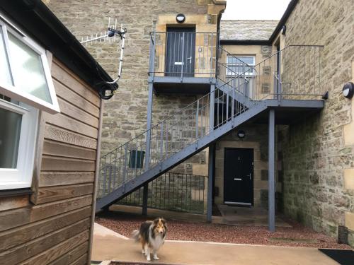 a dog standing in front of a building with a staircase at Craigielea Apartment 3 in Lerwick