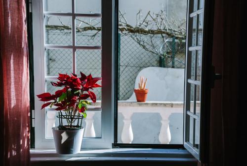 an open window with a potted plant on a window sill at Eco Ljmonade Hostel in Cascais
