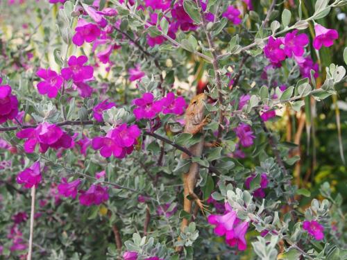 a group of purple flowers on a plant at Hula Hula Seafront Phu Quoc in Phu Quoc