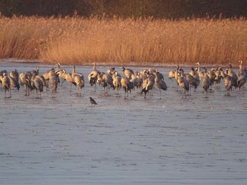 a flock of birds standing in the water at Gite de l'étang in Belval-en-Argonne