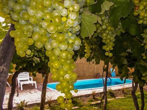 um monte de uvas penduradas em árvores ao lado de uma piscina em Hostal Tierra de Vinos em Cafayate