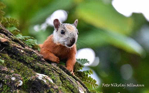 a small squirrel sitting on the side of a tree at Hotel Cerro Lodge in Tarcoles