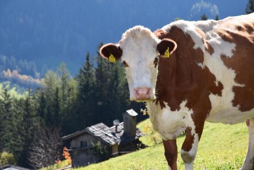 a brown and white cow standing in a field at Untere Roner Kasa in Mörtschach