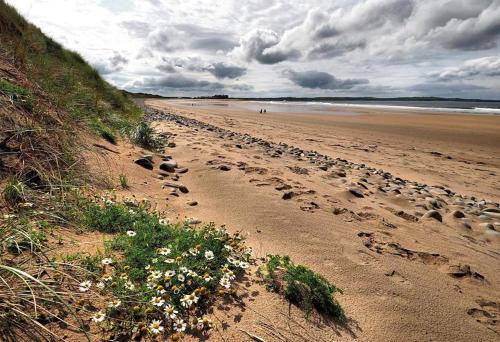 a sandy beach with a bunch of flowers on it at Bealaha House in Doonbeg