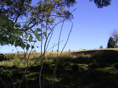 a grassy hill with a tree in a field at Pension Erna in Zwiesel