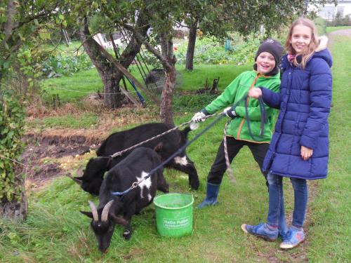 two girls standing next to a goat with a bucket at Hansenhof in Kappeln