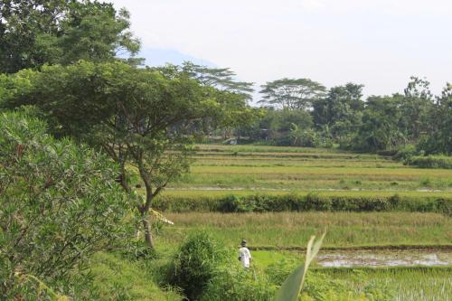 a man standing in a field with at Alamanda Family Villas, Pool & Local Tours in Yogyakarta