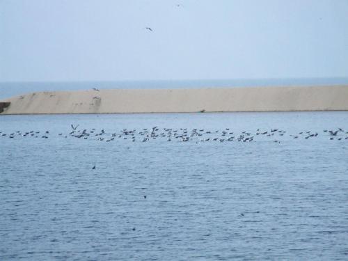 a flock of birds flying over a body of water at Casa Lagoa Verde in Esmoriz
