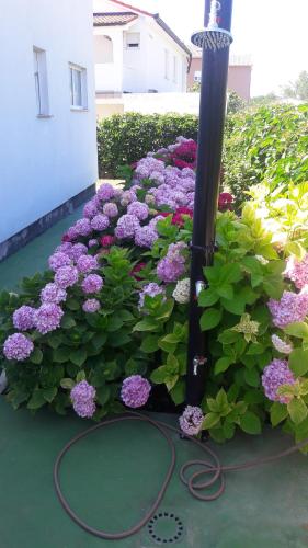 a flower garden with purple flowers and a light pole at Željko Apartmani in Lopar