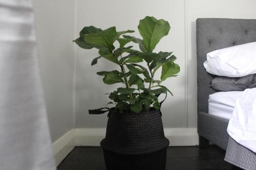 a plant in a black vase sitting next to a bed at "Donnelly House" in Tenterfield