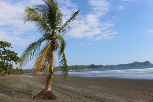 a palm tree on a sandy beach near the ocean at Miguel Surf Camp in Quepos