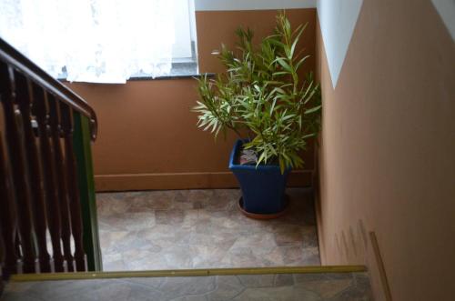 a staircase with two plants in a blue pot at LEKOMA Pension in Niedergörsdorf