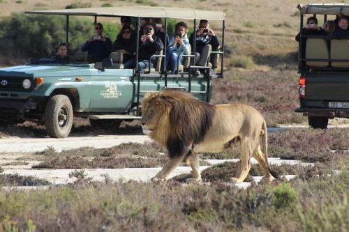 Altri animali domestici presso il lodge o nei dintorni