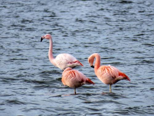 Trzy różowe flamingi stojące w wodzie w obiekcie Bed en Breakfast en Bike w mieście Sommelsdijk