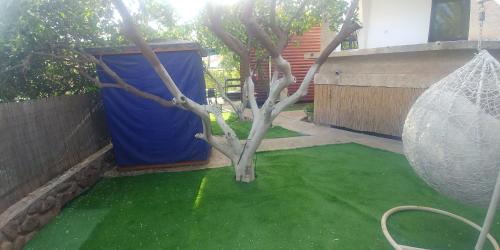 a green lawn with a tree in a yard at kinneret love sounds in Migdal