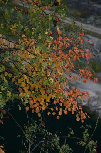 a bunch of fruits hanging from a tree at Penzion Speller in Vysoký Újezd