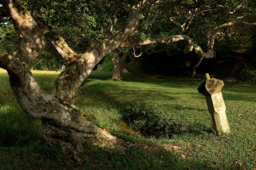 a tree with a statue next to a grass field at Lunuganga Estate in Bentota