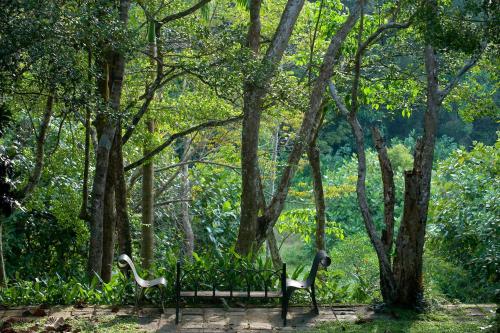 a park bench sitting in the middle of a forest at Lunuganga Estate in Bentota