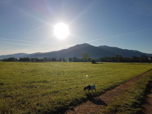 a dog standing in the middle of a field at Am Siegelbächle -2 mit E-Bikes Vermietung in Siegelau