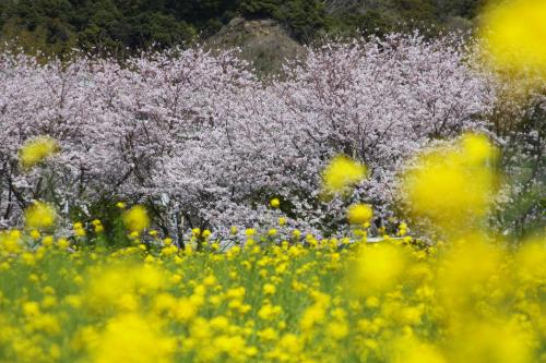 a field of flowers with trees in the background at Guesthouse SORA in Minamiizu