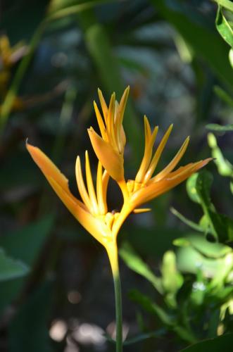a yellow flower in front of a tree at Big BamBoo Beach Resort Sipalay in Sipalay
