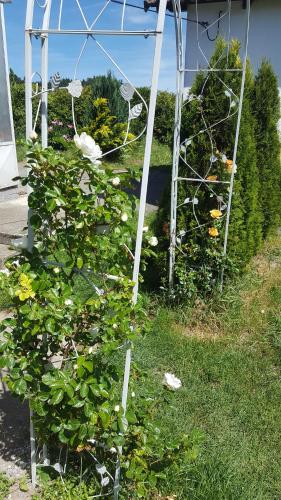 a garden with a bunch of plants in the grass at Ferienhaus Peter in Dietmanns bei Waidhofen