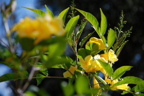 a tree with yellow flowers and green leaves at Hotel Dar Zitoune Taroudant in Taroudant
