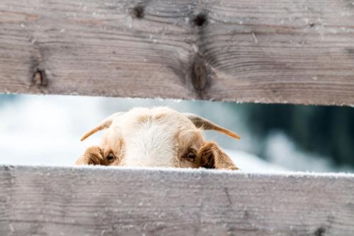 a dog peeking out from behind a wooden fence at Peakini Farmhaus in Untertauern