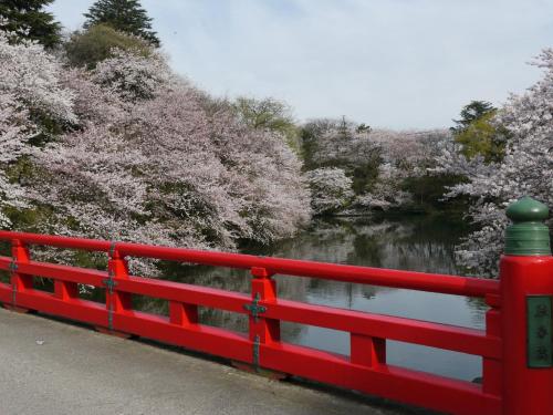 a red fence next to a river with cherry trees at APA Hotel Takaoka Marunouchi in Takaoka