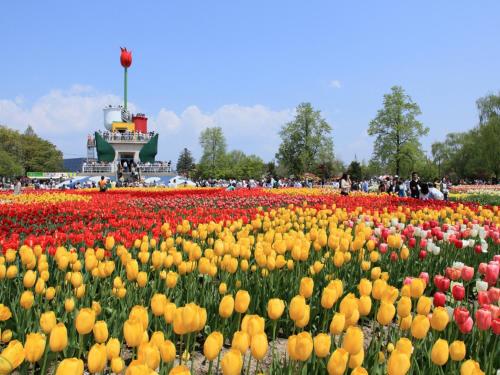 a field of flowers with a boat in the background at APA Hotel Takaoka Marunouchi in Takaoka