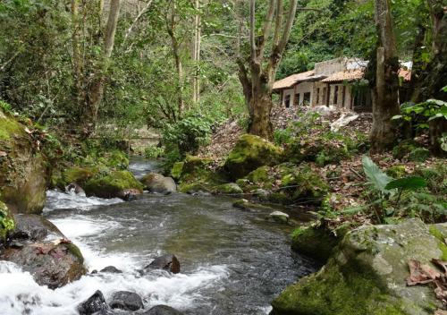a stream in the middle of a forest at Recinto Natural SEMUK in Zacatlán