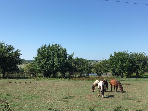 a group of horses grazing in a field with birds at The Houses of History - anno 1830 in Tihany