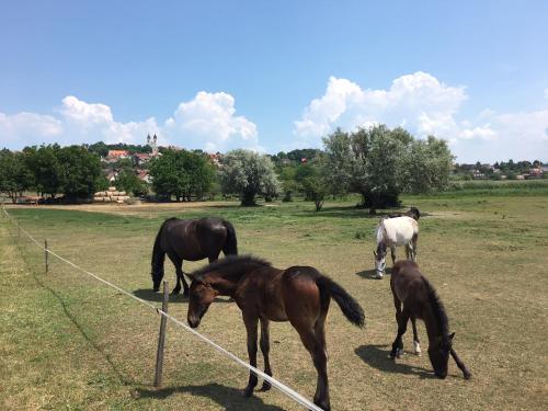 a group of horses grazing in a field at The Houses of History - anno 1830 in Tihany