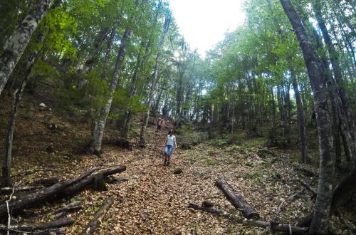 a person walking on a trail in the woods at GRAB ethno village and camp in Šćepan-Polje