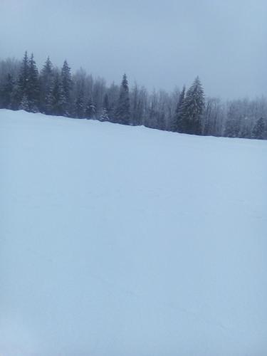 a snow covered field with trees in the background at Cabana Gabriela in Gîrda de Sus