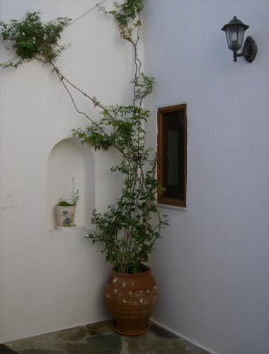 a vase with plants in a room with a wall at Hippocampus Studios in Antiparos Town